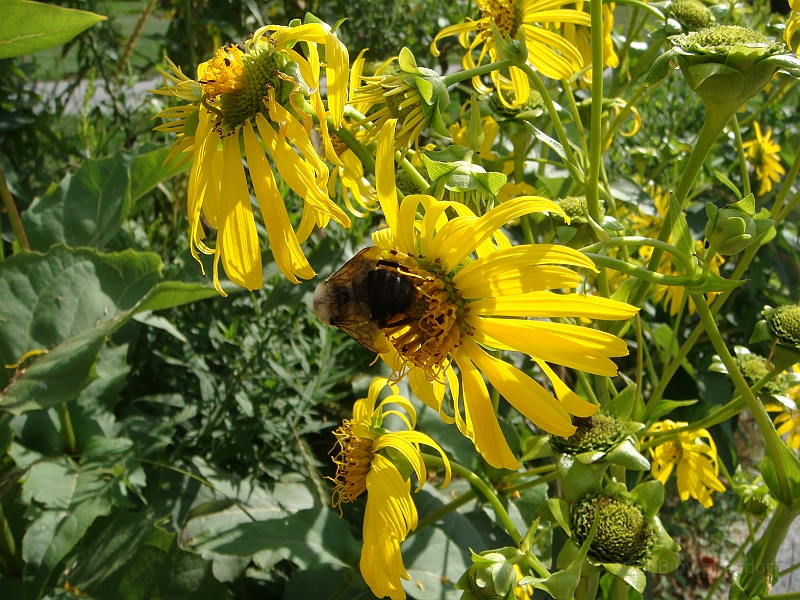 087 Longwood Gardens [2008 August 23].JPG - Longwood Gardens in Pennsylvania